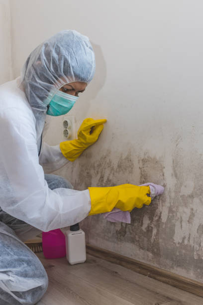 Best Environmental Consulting for Mold Prevention  in Buffalo, MN