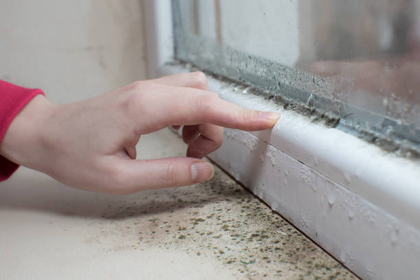Best Mold Prevention Services  in Buffalo, MN