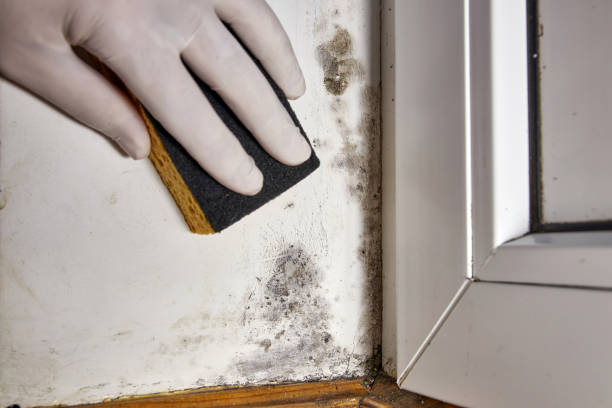 Professional Mold Removal in Buffalo, MN