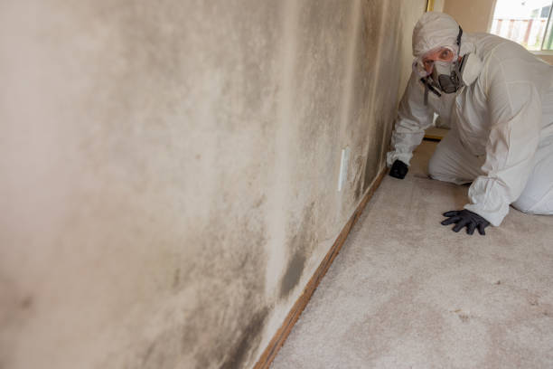 Best Post-Remediation Verification Testing  in Buffalo, MN